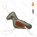 Aigostar Reeks kattenspeeltjes van insecten met kattenkruid