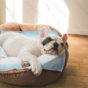 Aigostar Pet pad S L40*W60cm White&Blue 20pcs