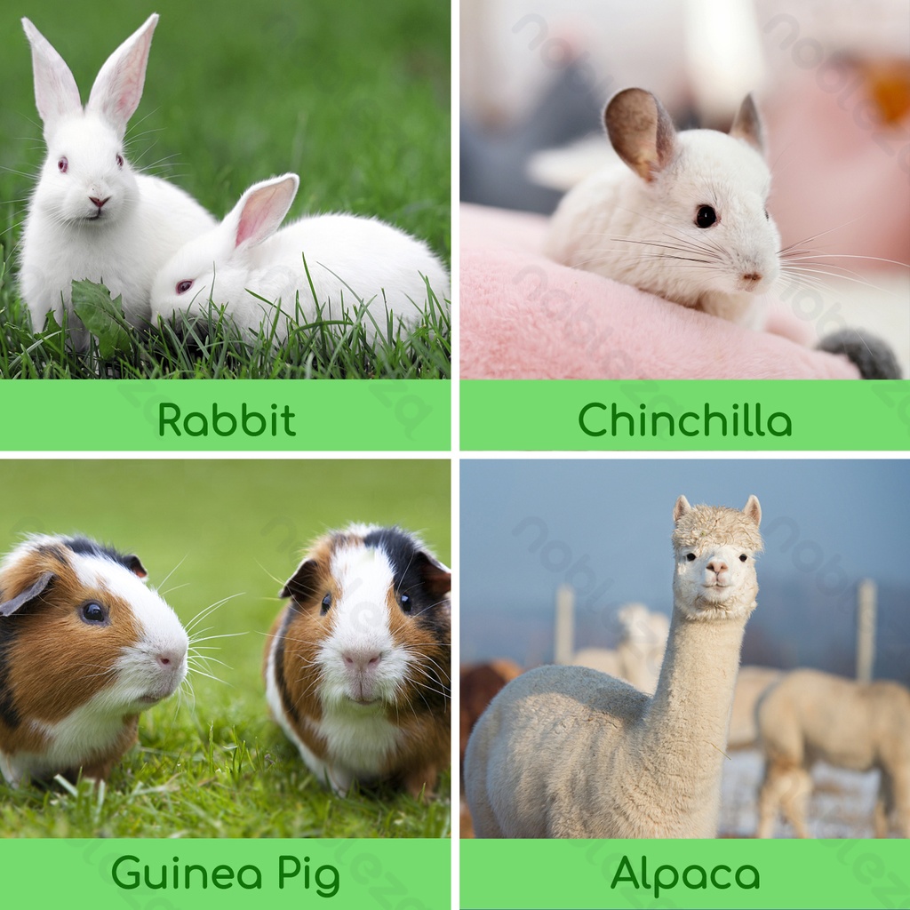 Aigostar Eetbaar hooi voor kleine dieren