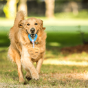 Aigostar Pluche Hondentouwspeelgoed met Geluid - Aardbei