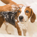 Aigostar Shampoo met lotusgeur voor honden
