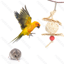 Aigostar Sepaktakraw